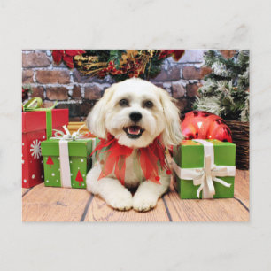 Jul - Bichon X - Bella Helg Vykort