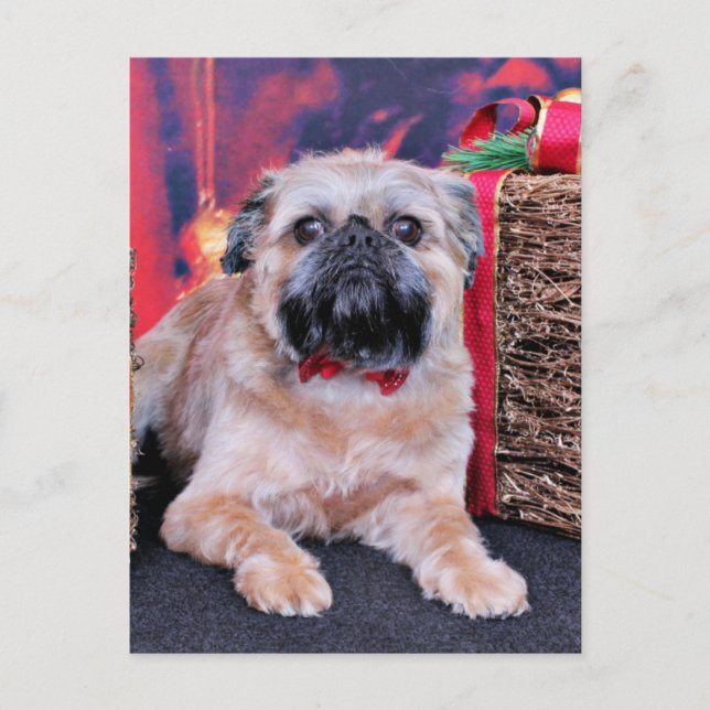Jul - Bryssel Griffon - Oliver Helg Vykort (Framsida)