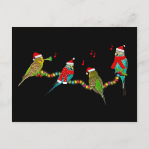 Jul Budgie Frenzy Postcard Vykort