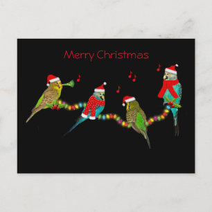 Jul Budgie Frenzy Postcard Vykort