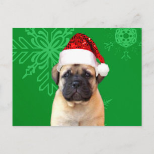 Jul Bullmastiff puppy Helg Vykort