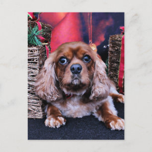 Jul - Cavalier - Cooper Helg Vykort