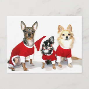 jul Chihuahuas Helg Vykort