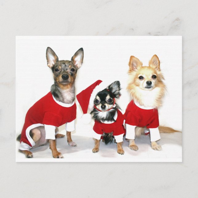 jul Chihuahuas Helg Vykort (Framsida)