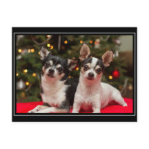 Jul Chihuahua's