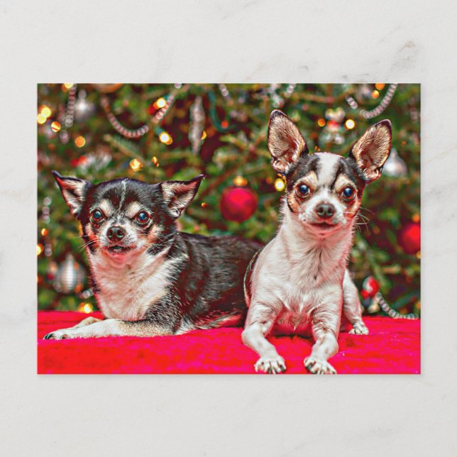 Jul Chihuahua's Helg Vykort (Framsida)