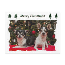 Jul Chihuahua's