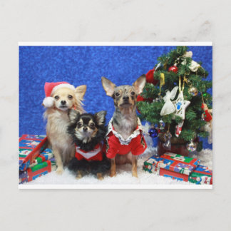 jul Chihuahuas Helg Vykort