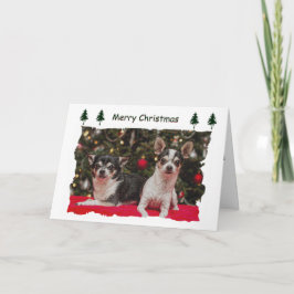 Jul Chihuahua's Helgkort