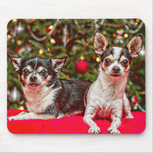 Jul Chihuahua's
