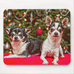 Jul Chihuahua's Musmatta