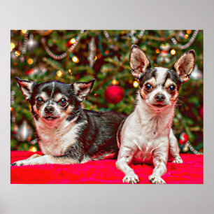 Jul Chihuahua's Poster