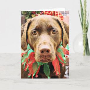 Jul - Chocolate Labrador - Hershey Helgkort