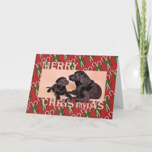 Jul - Chocolate Labradors Helgkort