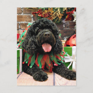 Jul - Cockapoo - Sophie Helg Vykort