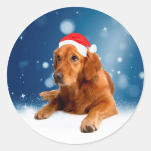 Jul Cute Golden Retriever Hund Santa Hat Snö Runt Klistermärke