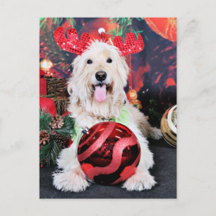 Jul - Daisy - Goldendoodle Helg Vykort