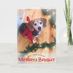 Jul för pilbåge för glad och ljus Beaglehund röd Helgkort