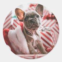 Jul French Bull Dog - Frenchie