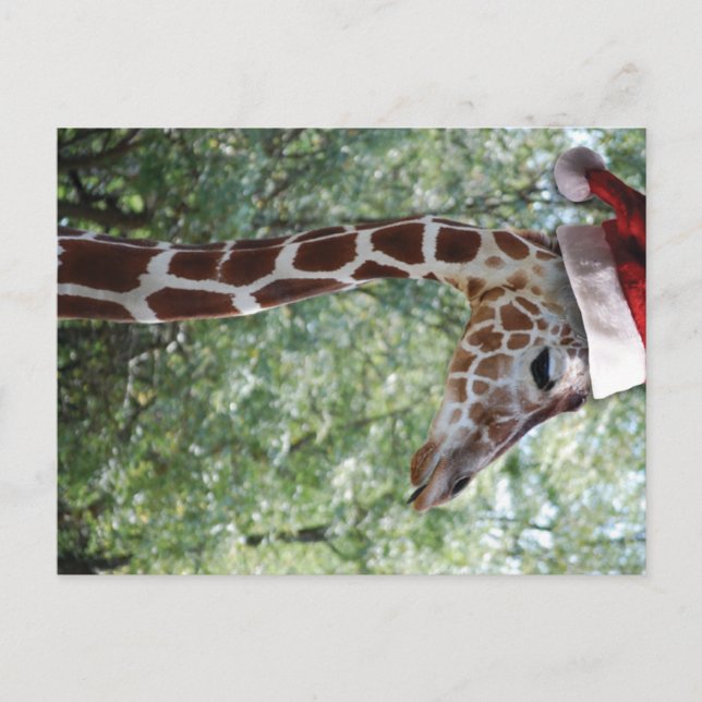 Jul Giraffe med Santa Hat Helg Vykort (Framsida)