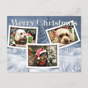 Jul - Gräns Collie - Cockapoo Helg Vykort