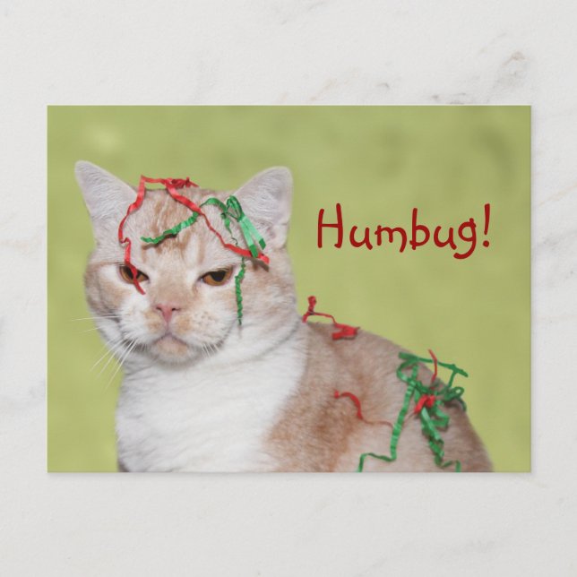 Jul Humbug-katt Helg Vykort (Framsida)