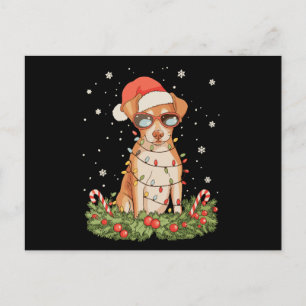 Jul Hund Pinscher Xmas Tomte Hatt Semester Helg Vykort