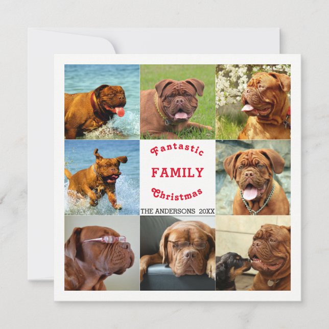 Jul i åtta fotofamiljer - spektakulär (Framsida)