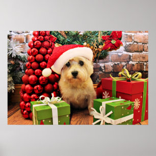 Jul - Kairn Terrier - Roxy Poster