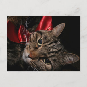 Jul Kattunge Helg Vykort