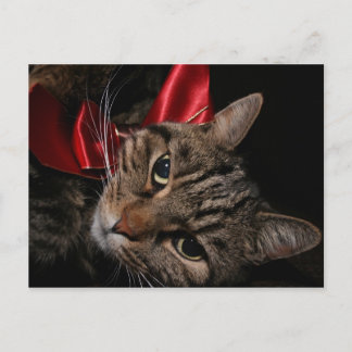 Jul Kattunge Helg Vykort