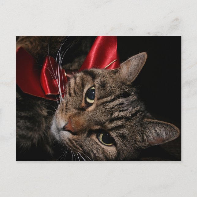 Jul Kattunge Helg Vykort (Framsida)