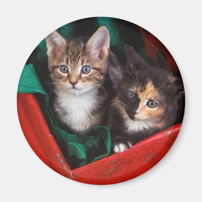 Jul Kittens Magnet (Framsidan)