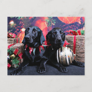 Jul - Labrador - Banjo och Boomer Helg Vykort