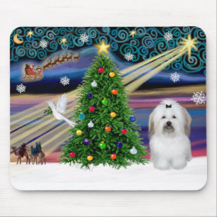 Jul Magic Coton De Tulear Musmatta