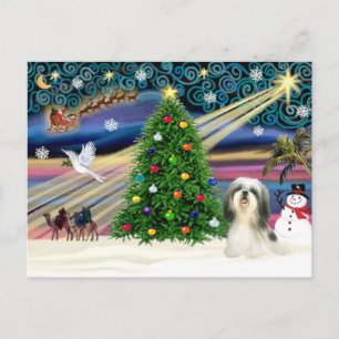 Jul Magic Shih Tzu 4 Helg Vykort