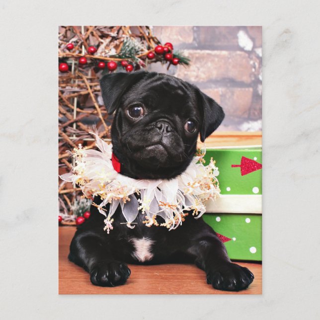 Jul - mops - daisy Mae Helg Vykort (Framsida)