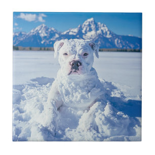 Jul Pitbull Hund Snögubbe Kakelplatta