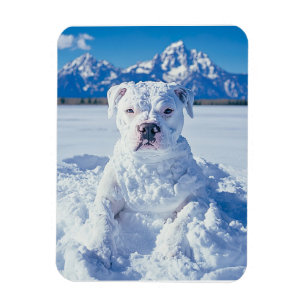 Jul Pitbull Hund Snögubbe Magnet