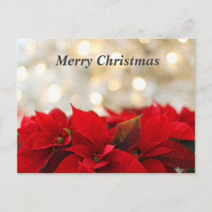 jul Poinsetta Vykort