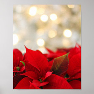 Jul Poinsettia Poster