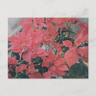 Jul Poinsettias vykort