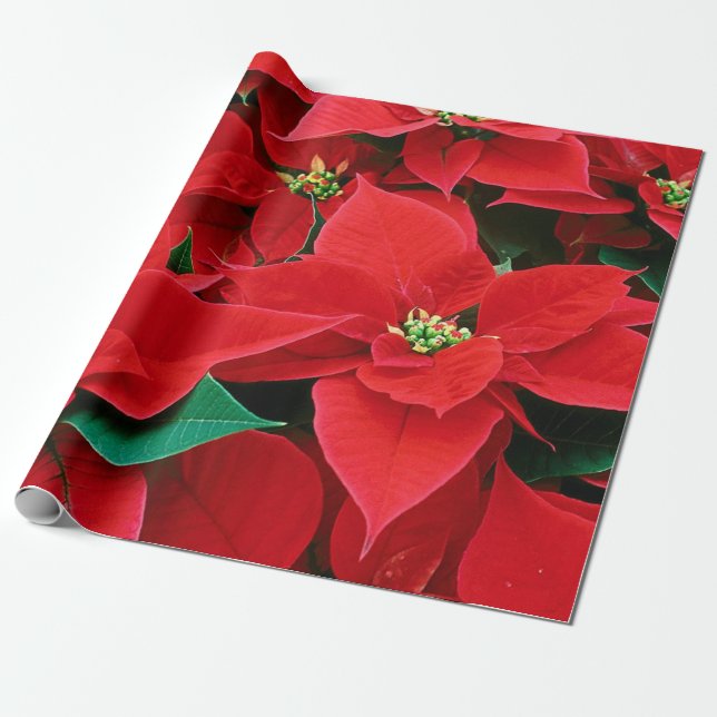Jul Poinsettias Wrapping Papprare Presentpapper (Utrullad)