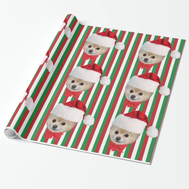 Jul Pomeranian hund, Santa hatt Presentpapper (Utrullad)