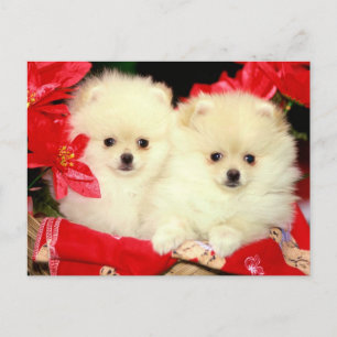 Jul Pomeranians Helg Vykort