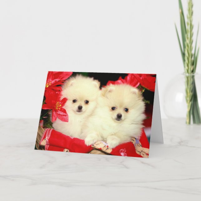 Jul Pomeranians Helgkort (Framsida)