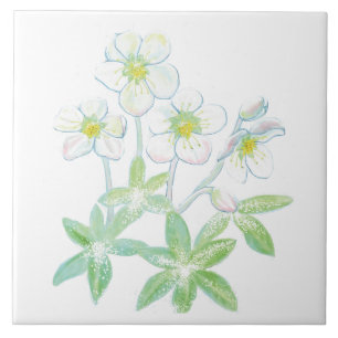 Jul ro, Helleborus niger Illustration   Kakelplatta