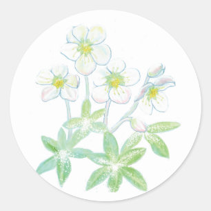 Jul ro, Helleborus niger Illustration Runt Klistermärke