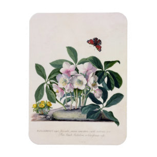 Jul Ro (Helleborus niger) och Winter Aconi Magnet