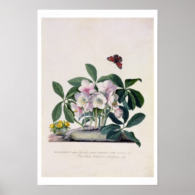 Jul Ro (Helleborus niger) och Winter Aconi Poster (Framsidan)